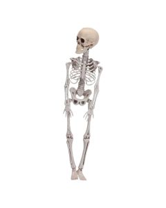 Skeleton, plastic, 42 cm, 1 piece
