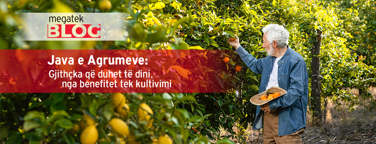 Java e Agrumeve: Gjithçka që duhet të dini, nga benefitet shëndetësore tek kultivimi...