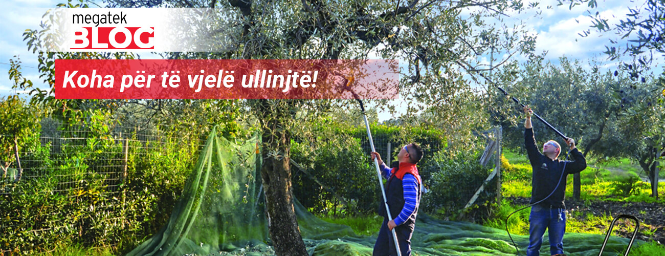 Koha për të vjelë ullinjtë!
